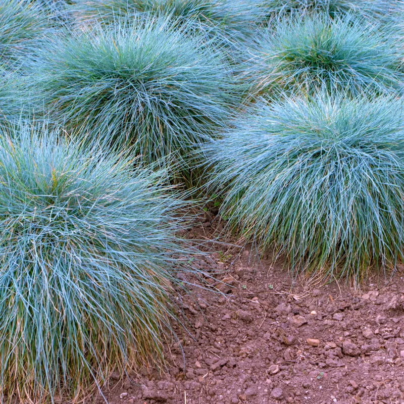 Blue Fescue Grass Plants - 2 Live Plants in 4" Pots - Ornamental Garden Grass