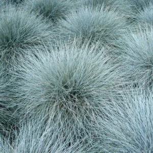 Blue Fescue Grass Plants - 2 Live Plants in 4