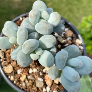 Blue Moonstone Succulent Plant - Pachyphytum Oviferum - 2 Inch Potted Cute Succulent