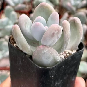 Blue Moonstone Succulent Plant - Pachyphytum Oviferum - 2 Inch Potted Cute Succulent