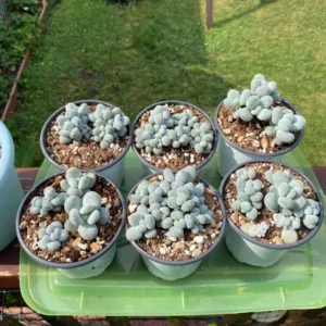 Blue Moonstone Succulent Plant - Pachyphytum Oviferum - 2 Inch Potted Cute Succulent
