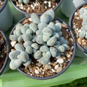 Blue Moonstone Succulent Plant - Pachyphytum Oviferum - 2 Inch Potted Cute Succulent