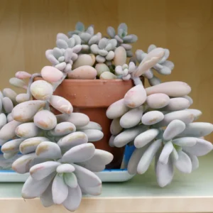 Blue Moonstone Succulent Plant - Pachyphytum Oviferum - 2 Inch Potted Cute Succulent