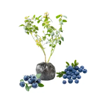 Blueberry Plants Live for Planting - Blueberry Bushes 5-9 Inches Tall