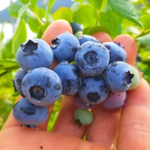 Blueberry Plants Live for Planting - Blueberry Bushes 5-9 Inches Tall
