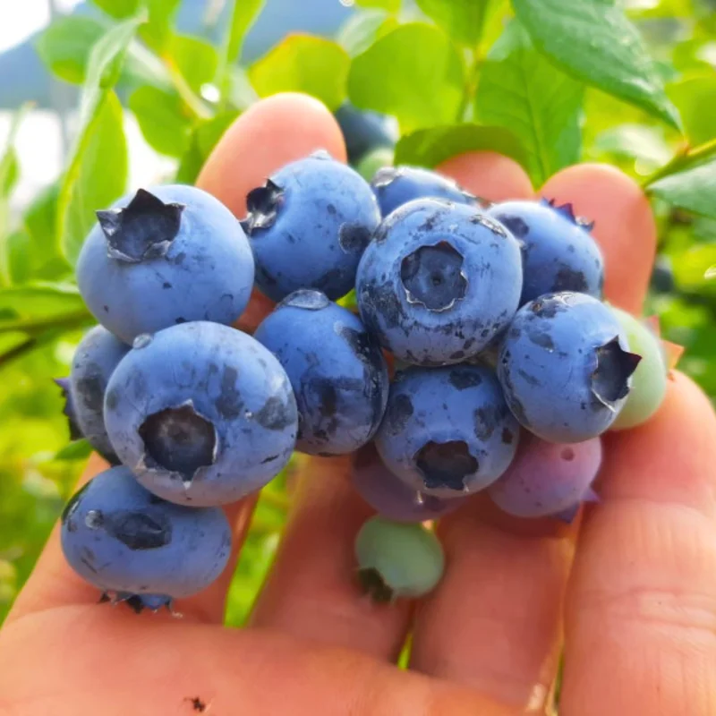 Blueberry Plants Live for Planting - Blueberry Bushes 5-9 Inches Tall