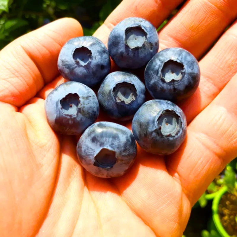 Blueberry Plants Live for Planting - Blueberry Bushes 5-9 Inches Tall