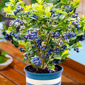 Blueberry Plants Live for Planting Set 2 Bushes 5 to 9 Inches Blue