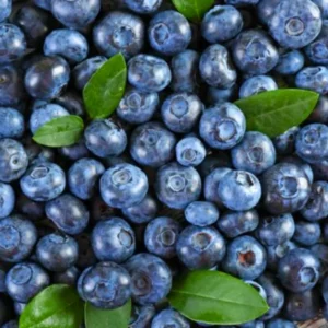 Blueberry Plants Live for Planting Set of 2 Blueberry Bushes 5-9 Inches Tall