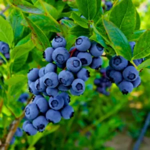 Blueberry Plants Live for Planting - Set of 2 Pink Lemonade Bushes - 5 to 9 Inches Tall