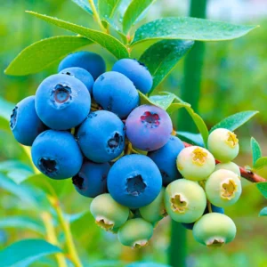 Blueberry Plants Live for Planting - Set of 2 Top Hat Blueberry Trees 5-9 Inches