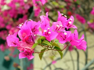 A close-up of vibrant pink bougainvillea flowers, highlighting the beauty of this tropical plant in full bloom, how to Get Bougainvillea to Bloom