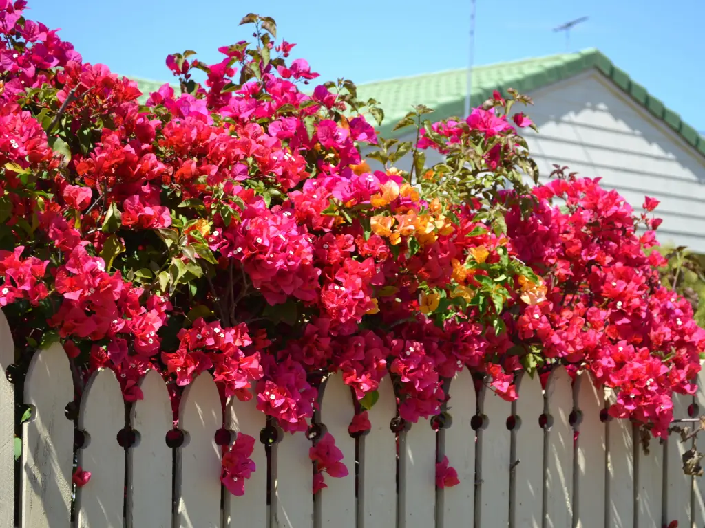 Bougainvillea flowers blooming over a white fence in a garden, flourishing under full sunlight.