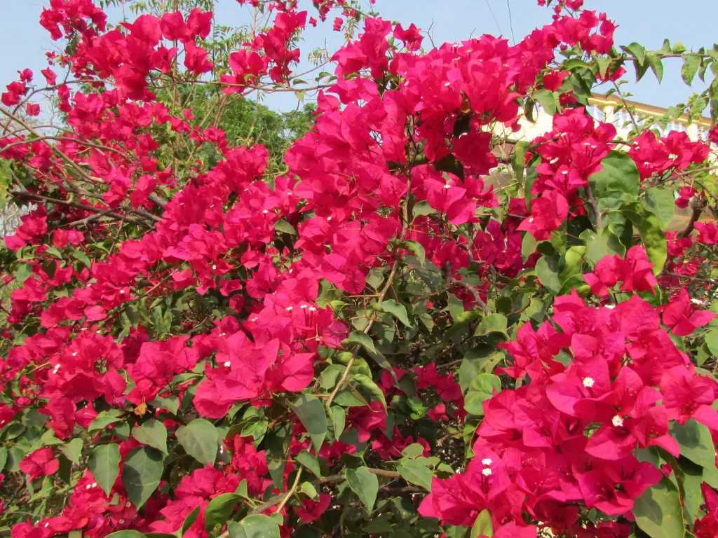 Close-up of vibrant pink bougainvillea flowers in full bloom, showcasing their bright color and intricate structure.