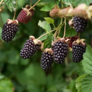 Boysenberry Plant Starter - 4-6 Inch Sweet Berry Plant No Pot