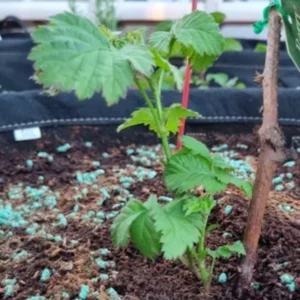 Boysenberry Plant Starter - 4-6 Inch Sweet Berry Plant No Pot