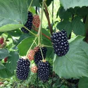 Boysenberry Plant Starter - 4-6 Inch Sweet Berry Plant No Pot