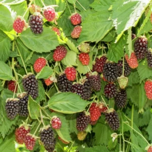 Boysenberry Plant Starter - 4-6 Inch Sweet Berry Plant No Pot
