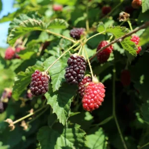 Boysenberry Plant Starter - 4-6 Inch Sweet Berry Plant No Pot