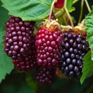 Boysenberry Plants 4 Pack - Live Fruit Bushes - 5 Inch Planting Ready