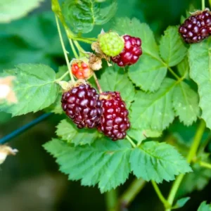 Boysenberry Plants 4 Pack - Live Fruit Bushes - 5 Inch Planting Ready