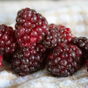 Boysenberry Plants 4 Pack - Live Fruit Bushes - 5 Inch Planting Ready