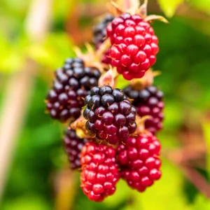 Boysenberry Plants 4 Pack - Live Fruit Bushes - 5 Inch Planting Ready