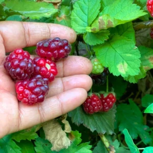 Boysenberry Plants 4 Pack - Live Fruit Bushes - 5 Inch Planting Ready