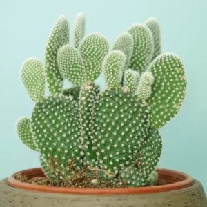 Bunny Ear Cactus Plant - Opuntia Microdasys - 4 Inch Potted Succulent