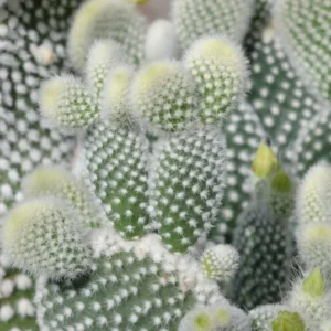 Bunny Ear Cactus Plant - Opuntia Microdasys - 4 Inch Potted Succulent