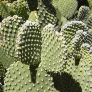 Bunny Ear Cactus Plant - Opuntia Microdasys - 4 Inch Potted Succulent