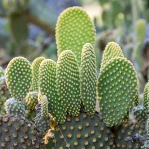 Bunny Ear Cactus Plant - Opuntia Microdasys - 4 Inch Potted Succulent