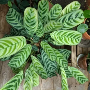 Burle Marxi Prayer Plant 4 Inch Potted - Live Calathea Houseplant
