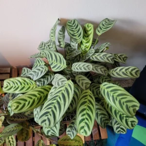 Burle Marxi Prayer Plant 4 Inch Potted - Live Calathea Houseplant