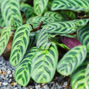 Burle Marxi Prayer Plant 4 Inch Potted - Live Calathea Houseplant