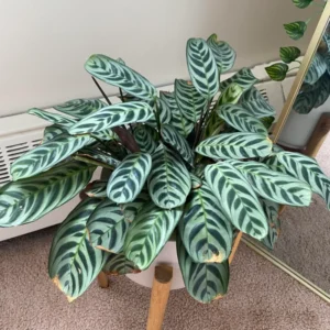 Burle Marxi Prayer Plant 4 Inch Potted - Live Calathea Houseplant
