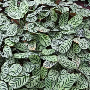 Burle Marxi Prayer Plant 4 Inch Potted - Live Calathea Houseplant