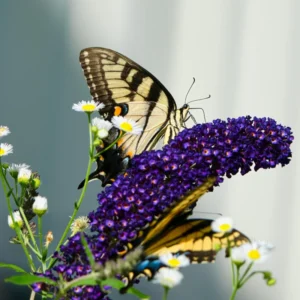 Butterfly Bush Plants - 2 Purple Flowering Bush Live Plant 3-5 Inches - Garden Decor