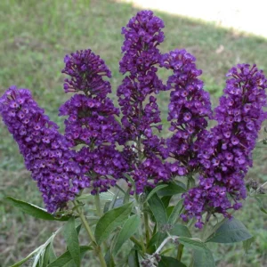 Butterfly Bush Plants - 2 Purple Flowering Bush Live Plant 3-5 Inches - Garden Decor