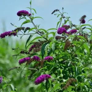 Butterfly Bush Plants - 2 Purple Flowering Bush Live Plant 3-5 Inches - Garden Decor