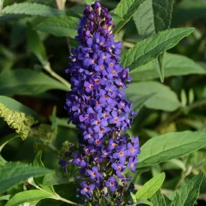 Butterfly Bush Plants - 2 Purple Flowering Bush Live Plant 3-5 Inches - Garden Decor
