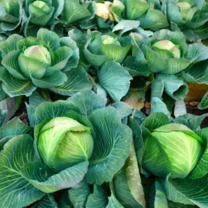 Cabbage Plants - 6 Pack Vegetable Plant Growing Garden - 3-5 Inches Tall
