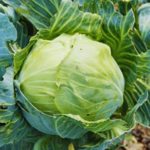 Cabbage Plants - 6 Pack Vegetable Plant Growing Garden - 3-5 Inches Tall