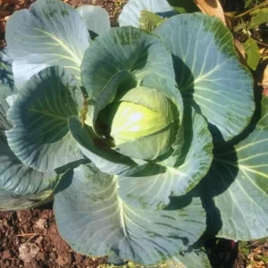 Cabbage Plants - 6 Pack Vegetable Plant Growing Garden - 3-5 Inches Tall