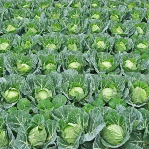 Cabbage Plants - 6 Pack Vegetable Plant Growing Garden - 3-5 Inches Tall