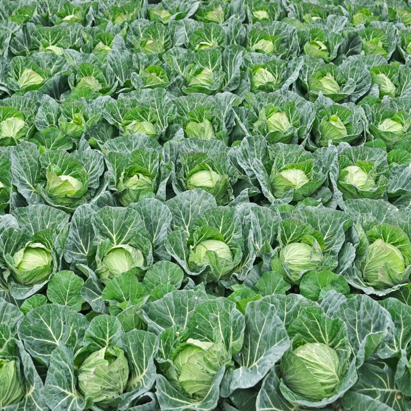 Cabbage Plants - 6 Pack Vegetable Plant Growing Garden - 3-5 Inches Tall
