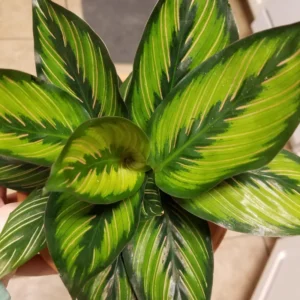 Calathea Beauty Star Peacock Plant - 4 Inch Potted Live Houseplant