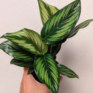 Calathea Beauty Star Peacock Plant - 4 Inch Potted Live Houseplant