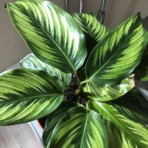 Calathea Beauty Star Peacock Plant - 4 Inch Potted Live Houseplant