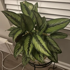 Calathea Beauty Star Peacock Plant - 4 Inch Potted Live Houseplant